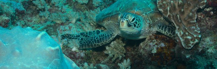 Unterwasserschildkröte im watamu marine park