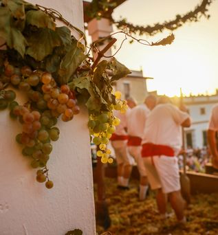 Männer stampfen Trauben beim traditionellen Jerez Harvest festival