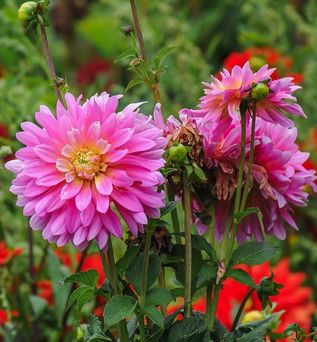 Eine Nahaufnahme von pinkfarbenen Blumen.