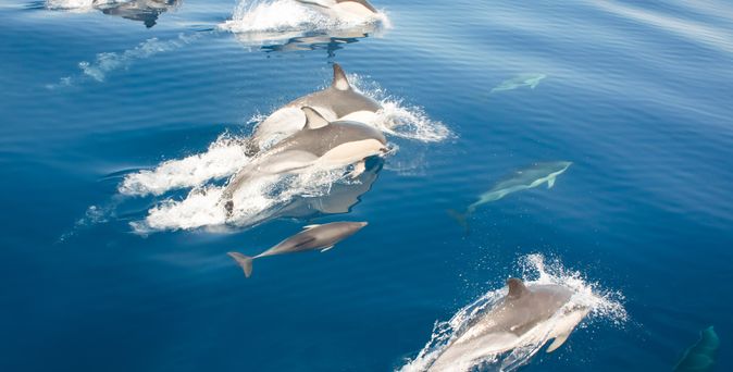 Delfine und Wale tummeln sich im Atlantischen Ozean rund um die Azoren-Inseln