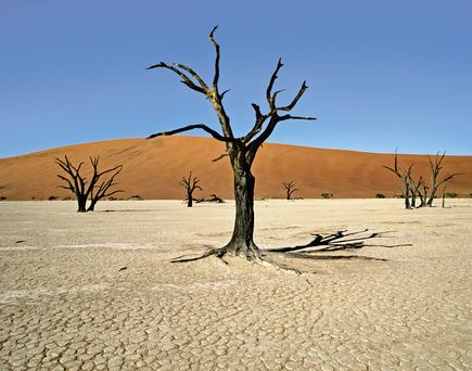 BAum in der Wüste Namibias
