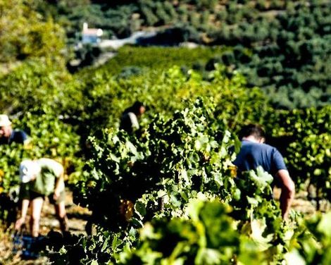 Enagron Cretan Ecotourism Village-3