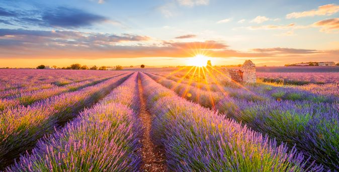Lavendelfeld Valensole in der Provence in Frankreich mit Sonnenuntergang