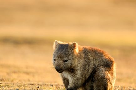 Begegnung mit einem süßen Wombat