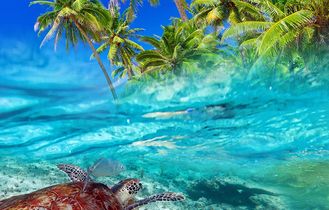 Meeresschildkroete vor Isla Cozumel