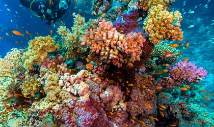 Ein Taucher erkundet ein lebhaftes, farbenprächtiges Korallenriff, das von einer Vielzahl von Fischen im tiefblauen Meer umgeben ist.