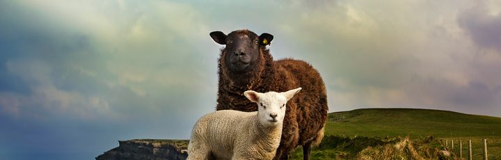 Zwei Schafe stehen auf einer grasbewachsenen Klippe mit Blick auf das Meer. Ein Schaf ist dunkelbraun und das andere ist weiß und kleiner. Im Hintergrund sind sanfte Hügel und das Meer unter einem weiten, bewölkten Himmel zu sehen.