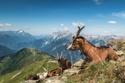 Eine Ziege mit Hörnern steht auf einem Felsen in den Alpen.