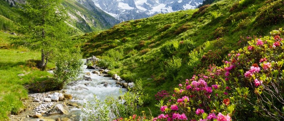 Gebirgsfluss mit Alpenrosen
