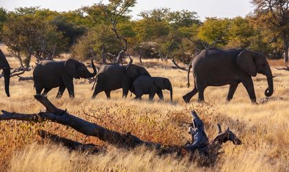 Eine Herde afrikanischer Elefanten, die durch trockenes Grasland gehen.