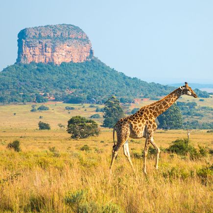 Anmutige Giraffen lassen sich im Kruger-Nationalpark beobachten
