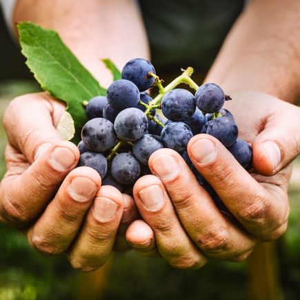 Familienurlaub Bauernhof Hände voller Weintrauben