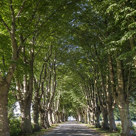 Usedom Allee