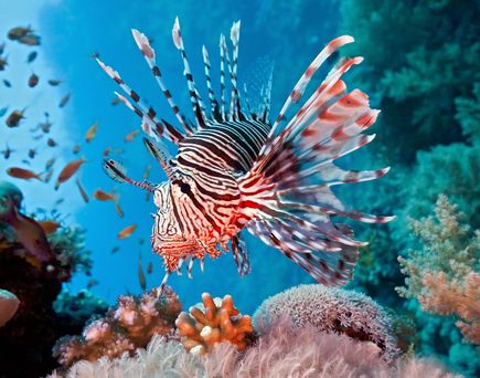 Exotische Unterwasserwelt vor der Küste