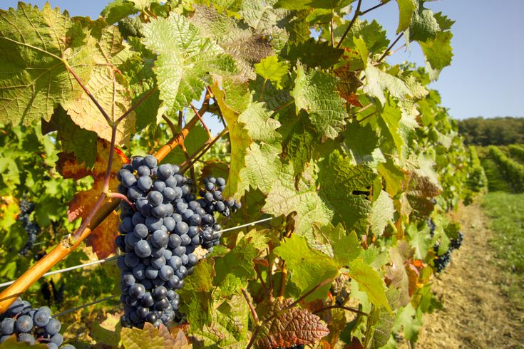 Deutschland Urlaub - Wein Wandertouren