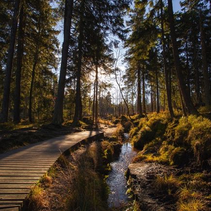 Harz