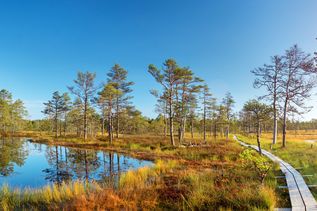  Viru-Sümpfe im Lahemaa-Nationalpark im Herbst. Holzpfad an einem wunderschönen wilden Ort in Estland