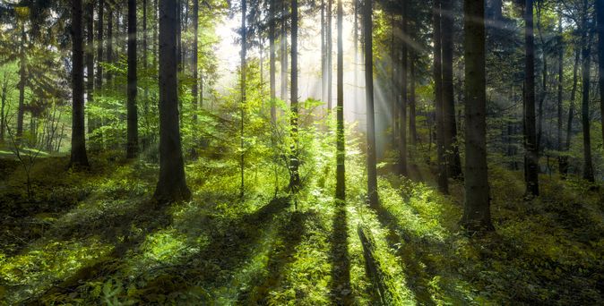 Sonnenstrahlen fallen durch die Bäume in einem dichten Wald und erzeugen lange Schatten auf dem moosbedeckten Waldboden.