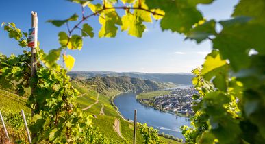 Blick auf die Mosel von der Höhe von einem Weinberg