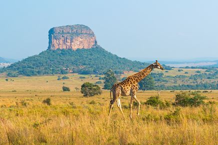 Giraffe