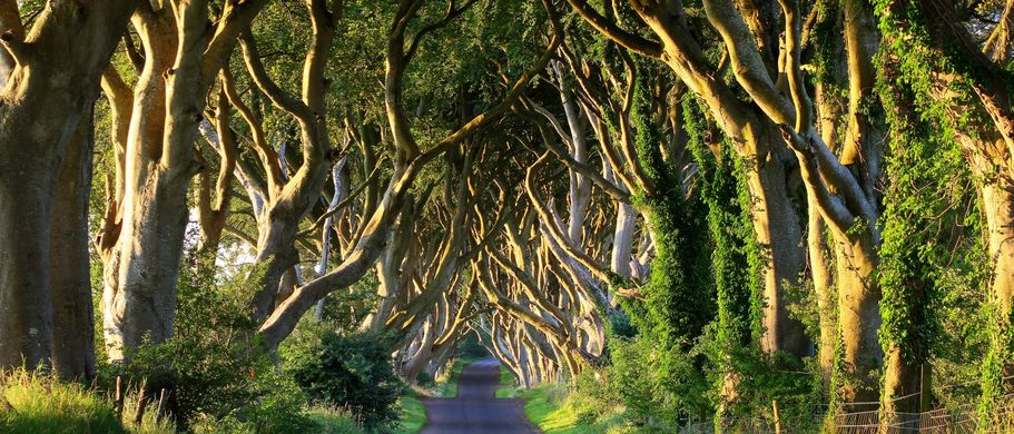 Dark Hedges