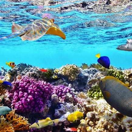 Unterwasserwelt, Malediven