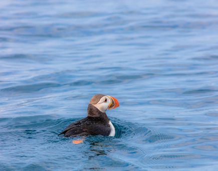 Zu sehen ist ein Puffin, ein Papageitaucher, im Wasser.