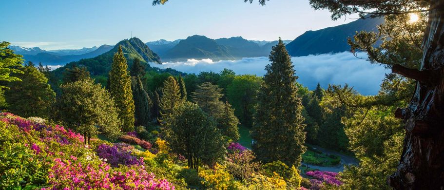 Wiese im Wald mit Blumen und See