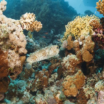 Lebendige Unterwasserwelt mit farbenprächtigen Korallen und einem Kugelfisch inmitten des klaren Tropenwassers.