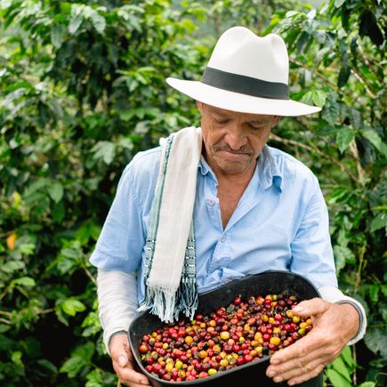 Ein Kaffeebauer mit traditionellem Hut hält eine Schale voller frisch geernteter Kaffeekirschen, umgeben von grünen Kaffeepflanzen.