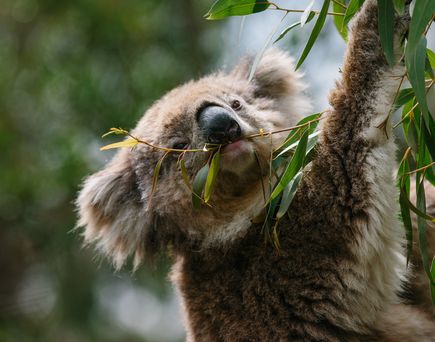 Koala sitzt auf einem Baum und knabbert an einem Ast