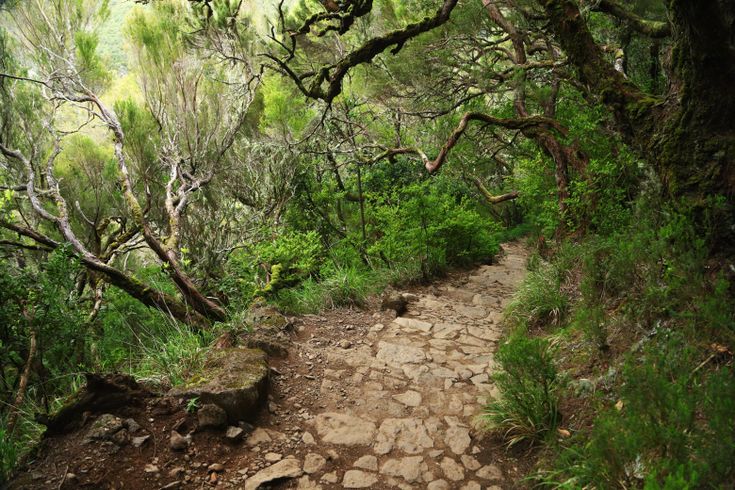 Wanderweg, umgeben von Wald und Bäumen.