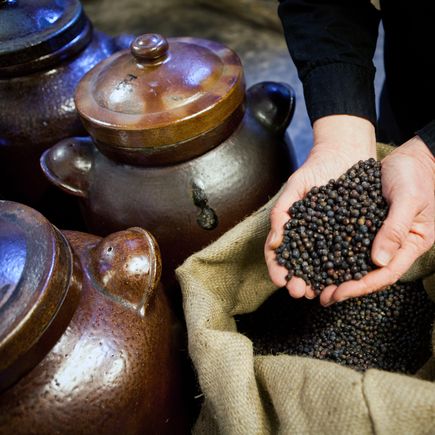 Wacholderbeeren zur traditionellen Genever-Herstellung in Dordrecht