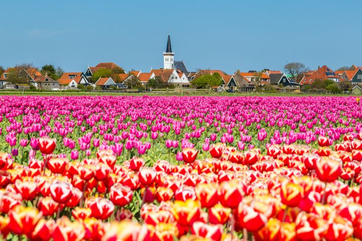 bunte Blumenwiese in den Niederlanden Texel
