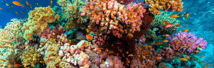 Ein Taucher erkundet ein lebhaftes, farbenprächtiges Korallenriff, das von einer Vielzahl von Fischen im tiefblauen Meer umgeben ist.