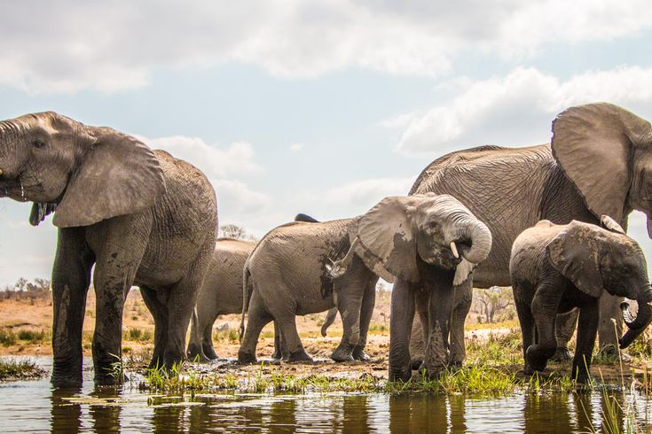 Elefantenherde am Flussufer