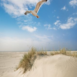 Amrum Strand Möwe