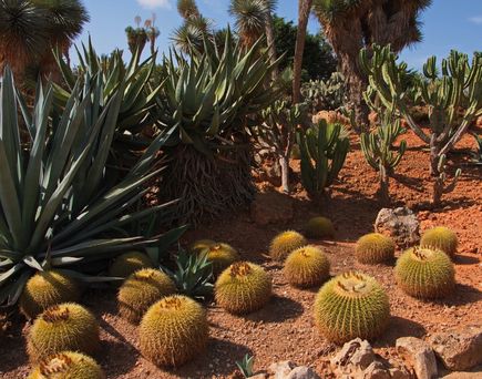 Botanischer Garten Botanicactus 