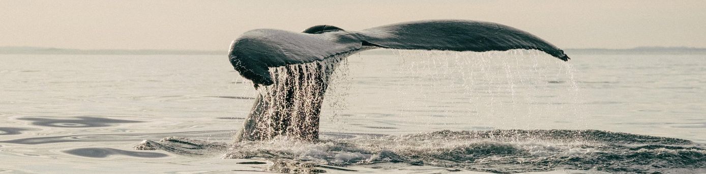 Zu sehen ist die Schwanzflosse eines Wals inmitten flachen Wassers.