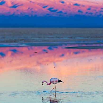 Eine große Gruppe rosafarbener Flamingos steht in einem flachen Gewässer, während einige von ihnen ihre Köpfe zum Fressen ins Wasser tauchen.