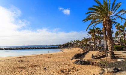 Palmen am Flamingo Strand