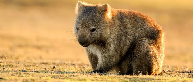 Wombat im goldenen Abendlicht: Ein Wombat sitzt friedlich im warmen Licht der Dämmerung – ein stiller Botschafter Tasmaniens einzigartiger Tierwelt.