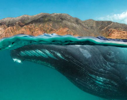 Wal Tauchen Meer