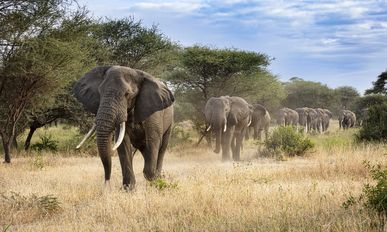Südafrika – Safari, Königreiche & Küstenzauber