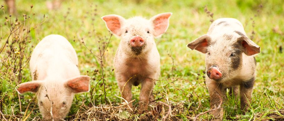 Familienurlaub Bauernhof Drei Ferkel