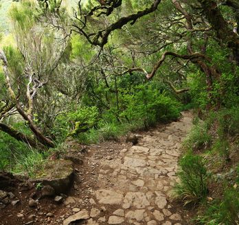 Wanderweg, umgeben von Wald und Bäumen.