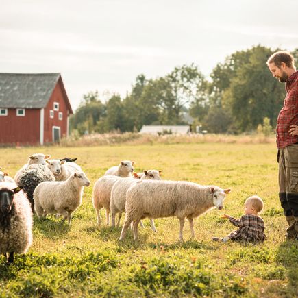 Ferienhaus Urlaub Schweden Vater und Sohn und Schafe