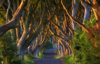 Dark Hedges