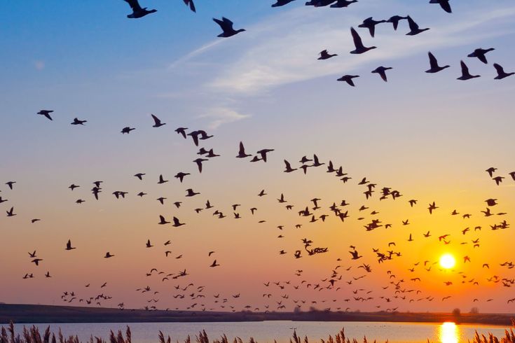  Ein Schwarm Vögel fliegt bei Sonnenuntergang am Himmel, die Silhouetten der Vögel zeichnen sich gegen den farbenfrohen Himmel ab.