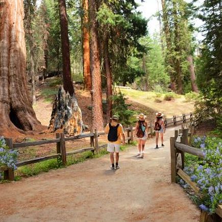 Der General Sherman Tree, ein gigantischer Riesenmammutbaum im Sequoia National Park, Kalifornien, ragt majestätisch in den Himmel und ist von anderen Bäumen umgeben.